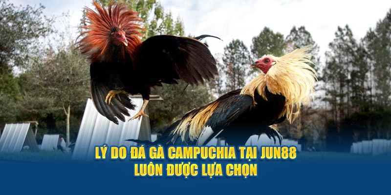 Đá Gà Campuchia - Trải Nghiệm Phút Giây Nghẹt Thở Tại Jun88 3 Lý do đá gà Campuchia tại Jun88 luôn được lựa chọn
